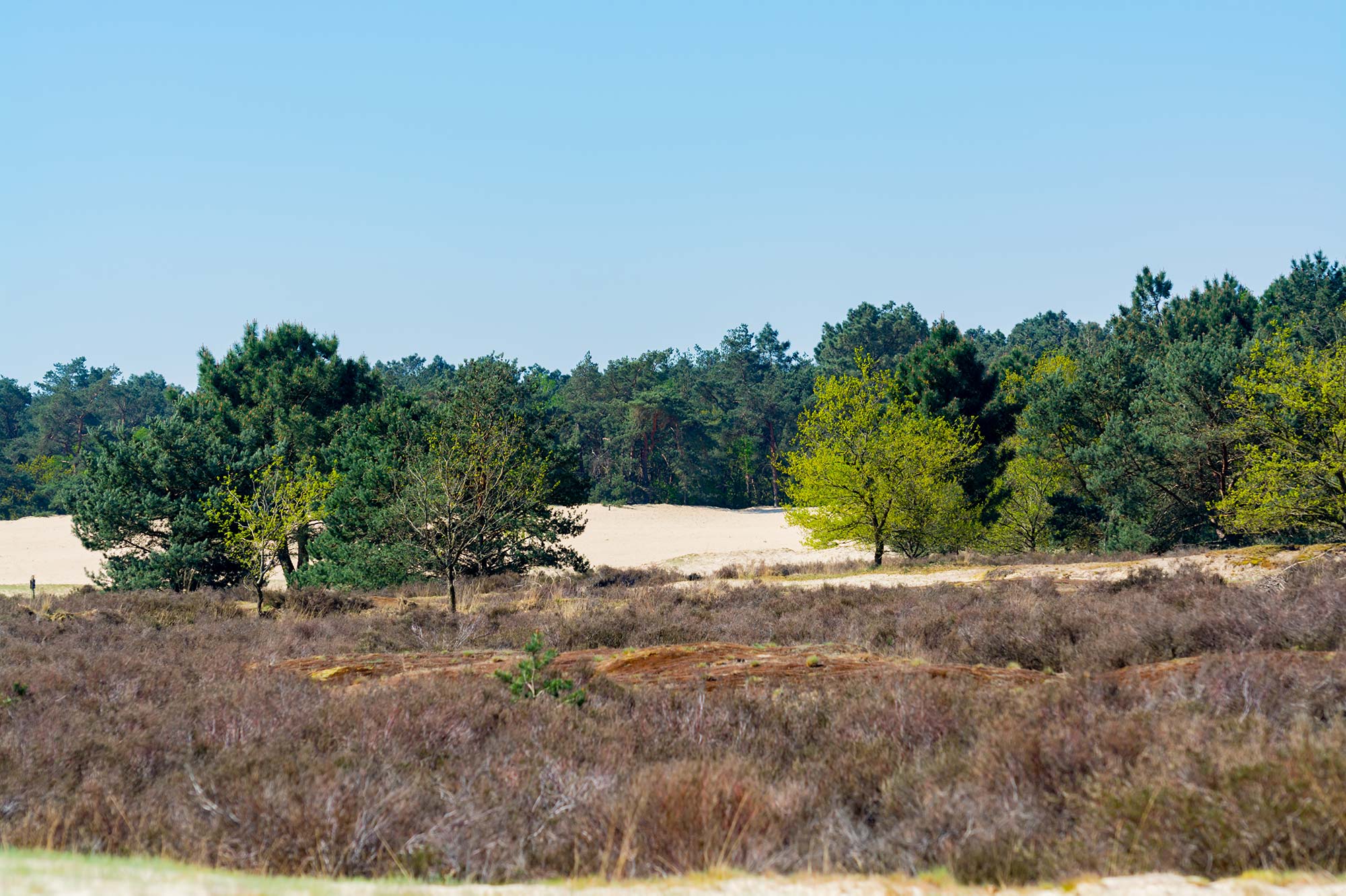 Loons en Drunense Duinen