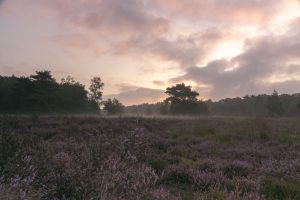 Ontdek de mooiste wandelroutes tijdens de herfst 3 Vughtse Heide