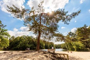 Ontdek de mooiste wandelroutes tijdens de herfst 5 Loonse en Drunense Duinen 2 1